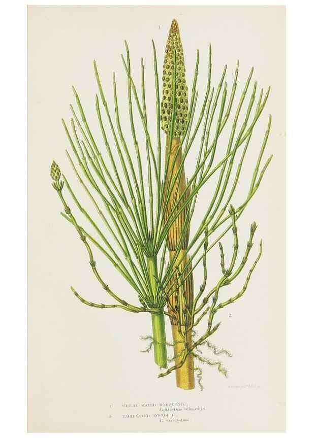 Reproducción/Reproduction 8515415351: The ferns of Great Britain, and their allies the club-mosses, pepperworts, and horsetails /. London :Printed for the Society for Promoting Christian Knowledge :[1855]