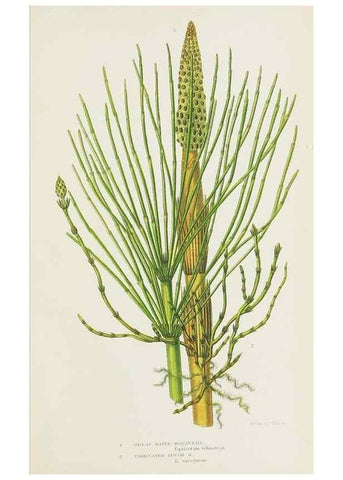 Reproducción/Reproduction 8515415351: The ferns of Great Britain, and their allies the club-mosses, pepperworts, and horsetails /. London :Printed for the Society for Promoting Christian Knowledge :[1855]