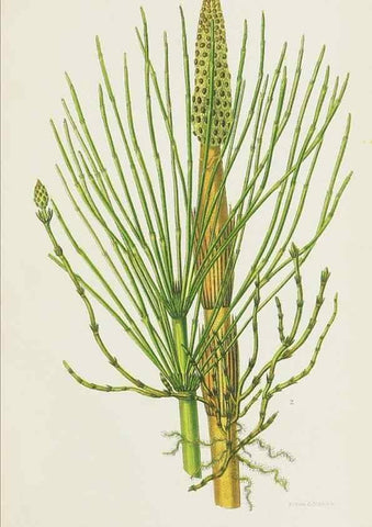 Reproducción/Reproduction 8515415351: The ferns of Great Britain, and their allies the club-mosses, pepperworts, and horsetails /. London :Printed for the Society for Promoting Christian Knowledge :[1855]