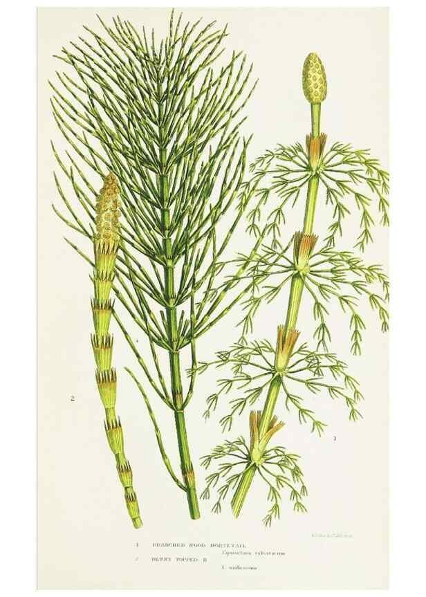 Reproducción/Reproduction 8516528852: The ferns of Great Britain, and their allies the club-mosses, pepperworts, and horsetails /. London :Printed for the Society for Promoting Christian Knowledge :[1855]