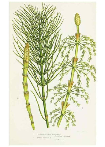 Reproducción/Reproduction 8516528852: The ferns of Great Britain, and their allies the club-mosses, pepperworts, and horsetails /. London :Printed for the Society for Promoting Christian Knowledge :[1855]
