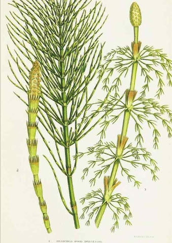 Reproducción/Reproduction 8516528852: The ferns of Great Britain, and their allies the club-mosses, pepperworts, and horsetails /. London :Printed for the Society for Promoting Christian Knowledge :[1855]