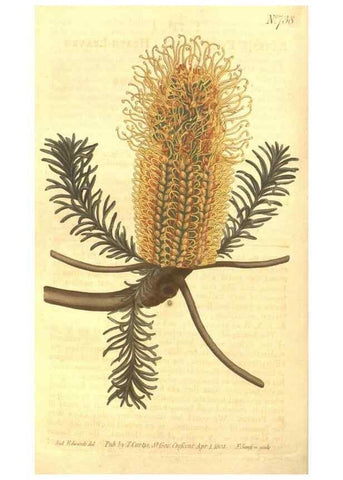 Reproducción/Reproduction 8448631764: Curtis's botanical magazine.. London ;New York [etc.] :Academic Press [etc.]
