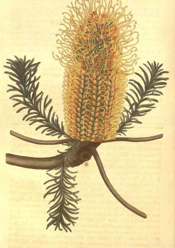 Reproducción/Reproduction 8448631764: Curtis's botanical magazine.. London ;New York [etc.] :Academic Press [etc.]