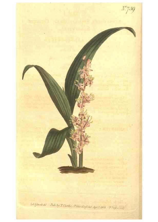 Reproducción/Reproduction 8448632476: Curtis's botanical magazine.. London ;New York [etc.] :Academic Press [etc.]