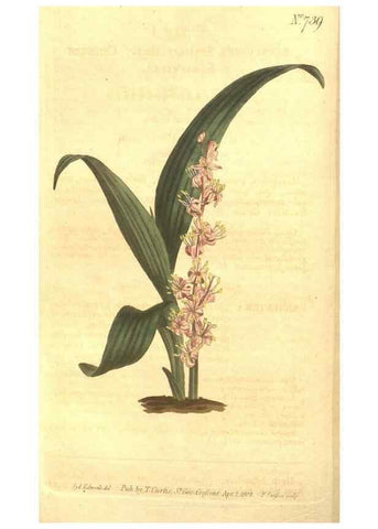 Reproducción/Reproduction 8448632476: Curtis's botanical magazine.. London ;New York [etc.] :Academic Press [etc.]