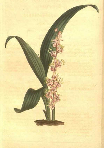 Reproducción/Reproduction 8448632476: Curtis's botanical magazine.. London ;New York [etc.] :Academic Press [etc.]