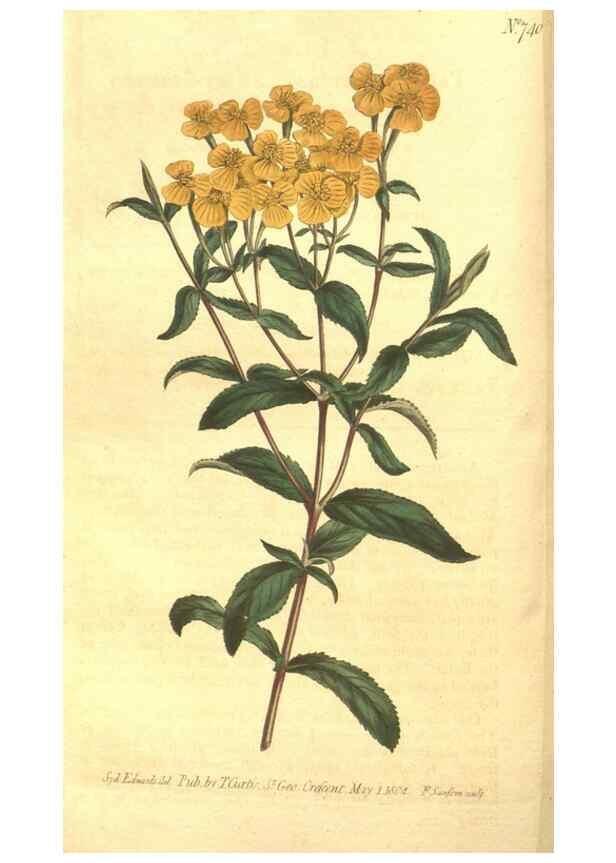 Reproducción/Reproduction 8447544829: Curtis's botanical magazine.. London ;New York [etc.] :Academic Press [etc.]