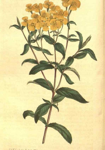 Reproducción/Reproduction 8447544829: Curtis's botanical magazine.. London ;New York [etc.] :Academic Press [etc.]