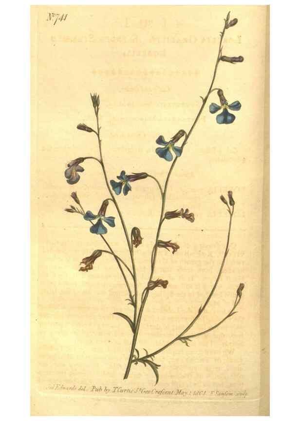 Reproducción/Reproduction 8447545625: Curtis's botanical magazine.. London ;New York [etc.] :Academic Press [etc.]