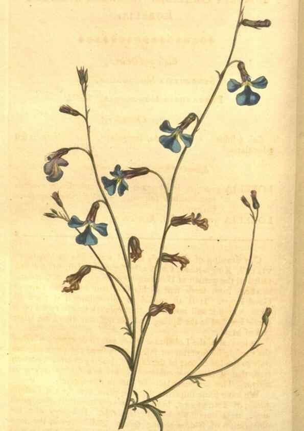 Reproducción/Reproduction 8447545625: Curtis's botanical magazine.. London ;New York [etc.] :Academic Press [etc.]