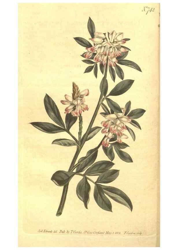 Reproducción/Reproduction 8448634496: Curtis's botanical magazine.. London ;New York [etc.] :Academic Press [etc.]
