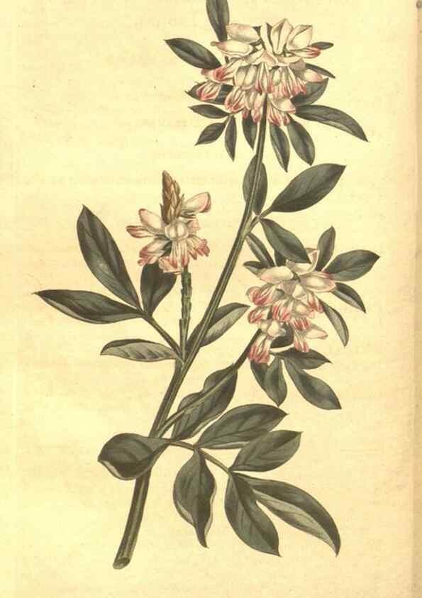 Reproducción/Reproduction 8448634496: Curtis's botanical magazine.. London ;New York [etc.] :Academic Press [etc.]