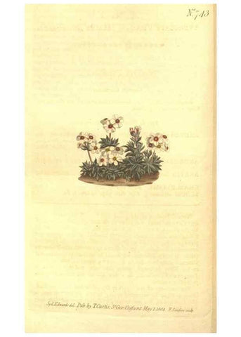 Reproducción/Reproduction 8447546781: Curtis's botanical magazine.. London ;New York [etc.] :Academic Press [etc.]