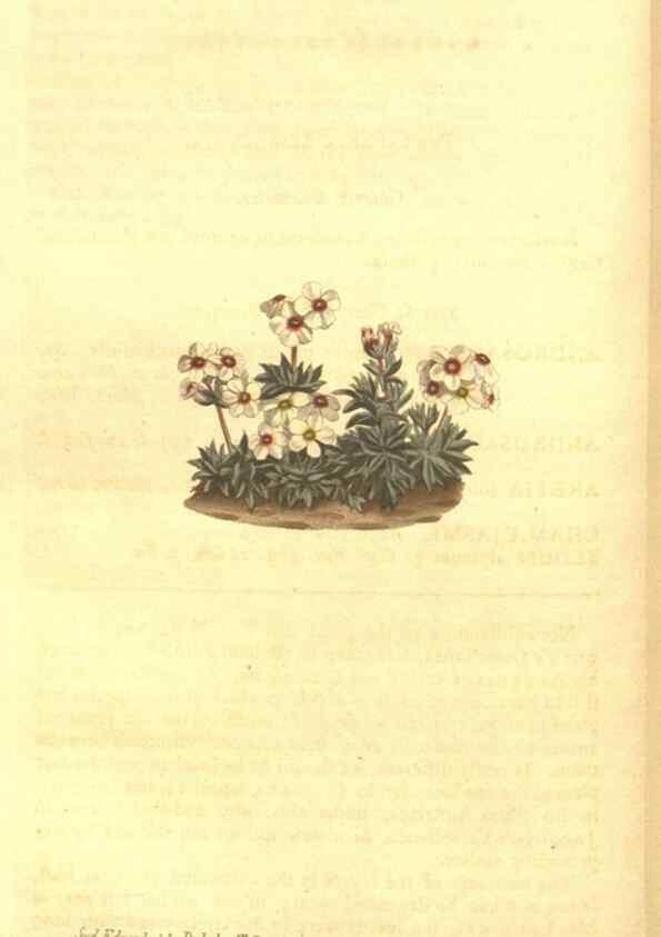 Reproducción/Reproduction 8447546781: Curtis's botanical magazine.. London ;New York [etc.] :Academic Press [etc.]