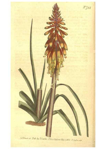 Reproducción/Reproduction 8448635588: Curtis's botanical magazine.. London ;New York [etc.] :Academic Press [etc.]
