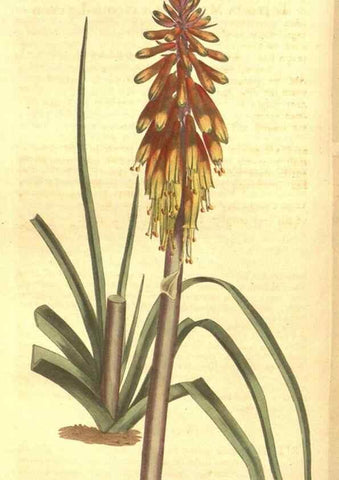 Reproducción/Reproduction 8448635588: Curtis's botanical magazine.. London ;New York [etc.] :Academic Press [etc.]