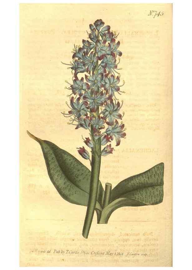 Reproducción/Reproduction 8447547963: Curtis's botanical magazine.. London ;New York [etc.] :Academic Press [etc.]