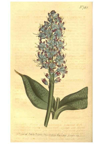 Reproducción/Reproduction 8447547963: Curtis's botanical magazine.. London ;New York [etc.] :Academic Press [etc.]