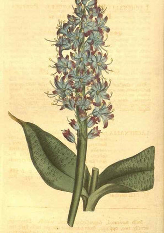 Reproducción/Reproduction 8447547963: Curtis's botanical magazine.. London ;New York [etc.] :Academic Press [etc.]