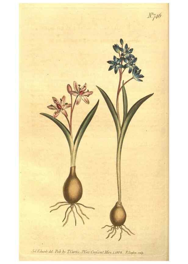 Reproducción/Reproduction 8448636738: Curtis's botanical magazine.. London ;New York [etc.] :Academic Press [etc.]