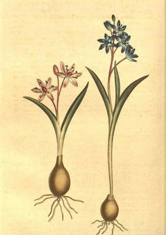 Reproducción/Reproduction 8448636738: Curtis's botanical magazine.. London ;New York [etc.] :Academic Press [etc.]