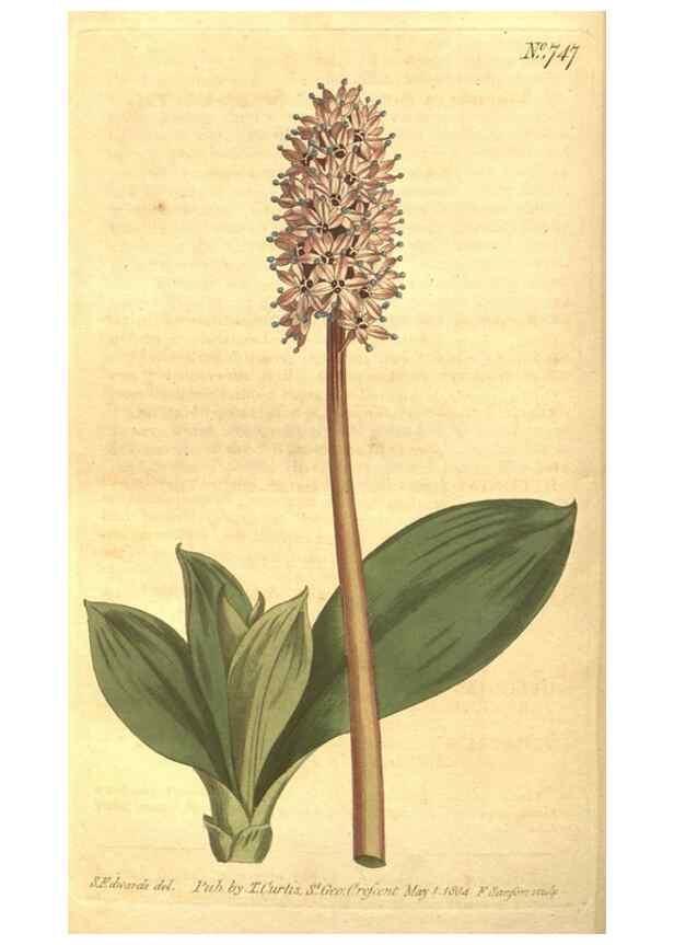 Reproducción/Reproduction 8448637656: Curtis's botanical magazine.. London ;New York [etc.] :Academic Press [etc.]
