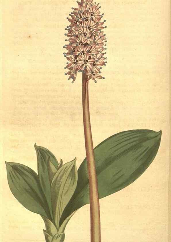 Reproducción/Reproduction 8448637656: Curtis's botanical magazine.. London ;New York [etc.] :Academic Press [etc.]