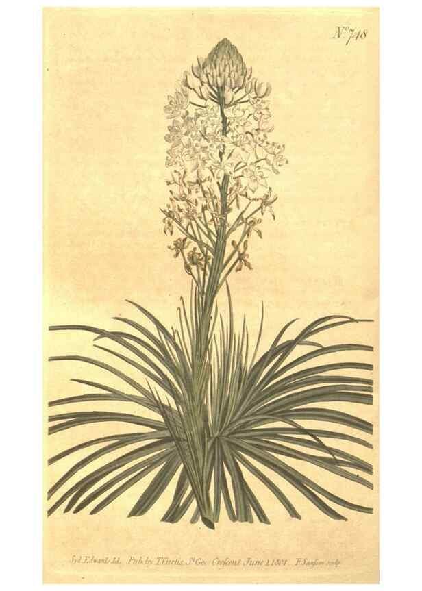 Reproducción/Reproduction 8448638330: Curtis's botanical magazine.. London ;New York [etc.] :Academic Press [etc.]