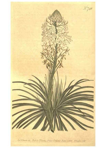 Reproducción/Reproduction 8448638330: Curtis's botanical magazine.. London ;New York [etc.] :Academic Press [etc.]