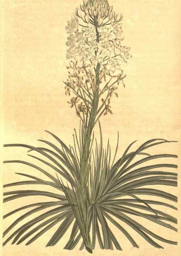 Reproducción/Reproduction 8448638330: Curtis's botanical magazine.. London ;New York [etc.] :Academic Press [etc.]