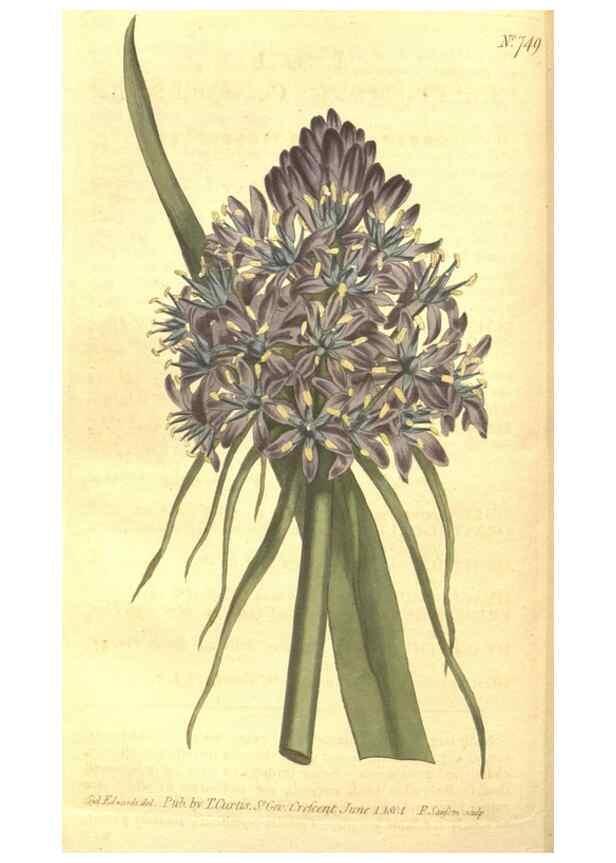Reproducción/Reproduction 8448639014: Curtis's botanical magazine.. London ;New York [etc.] :Academic Press [etc.]
