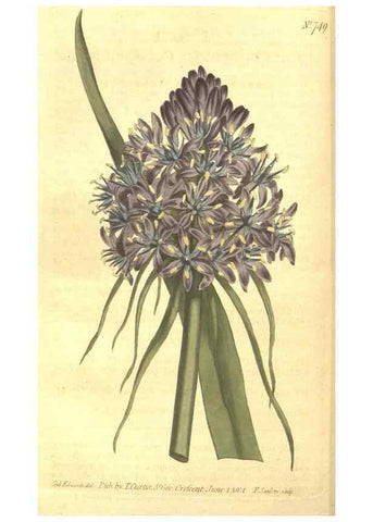 Reproducción/Reproduction 8448639014: Curtis's botanical magazine.. London ;New York [etc.] :Academic Press [etc.]
