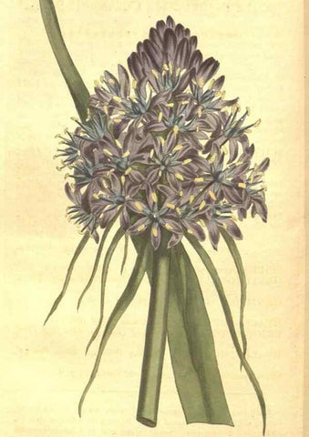 Reproducción/Reproduction 8448639014: Curtis's botanical magazine.. London ;New York [etc.] :Academic Press [etc.]