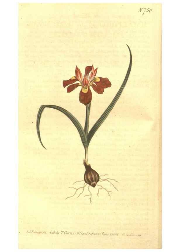 Reproducción/Reproduction 8447551859: Curtis's botanical magazine.. London ;New York [etc.] :Academic Press [etc.]