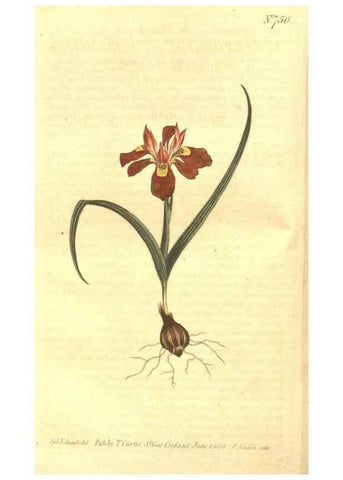 Reproducción/Reproduction 8447551859: Curtis's botanical magazine.. London ;New York [etc.] :Academic Press [etc.]