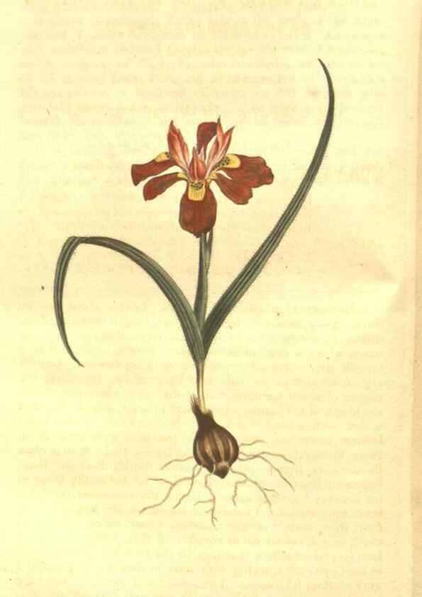 Reproducción/Reproduction 8447551859: Curtis's botanical magazine.. London ;New York [etc.] :Academic Press [etc.]