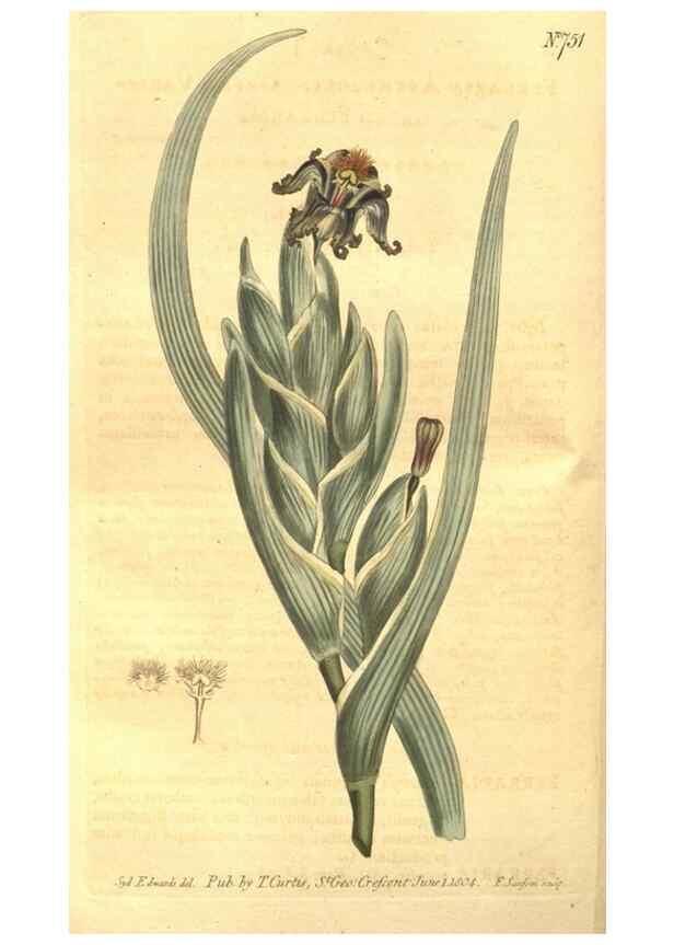 Reproducción/Reproduction 8447552721: Curtis's botanical magazine.. London ;New York [etc.] :Academic Press [etc.]