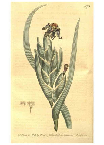 Reproducción/Reproduction 8447552721: Curtis's botanical magazine.. London ;New York [etc.] :Academic Press [etc.]