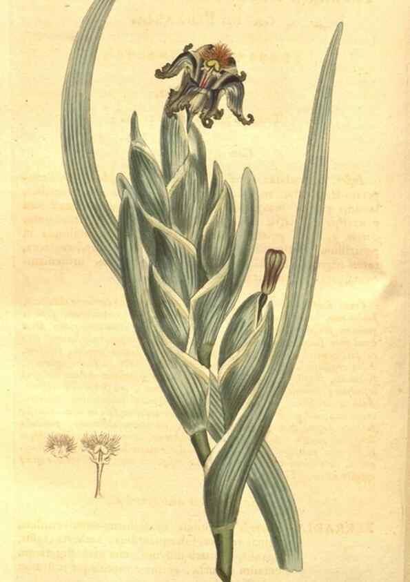 Reproducción/Reproduction 8447552721: Curtis's botanical magazine.. London ;New York [etc.] :Academic Press [etc.]