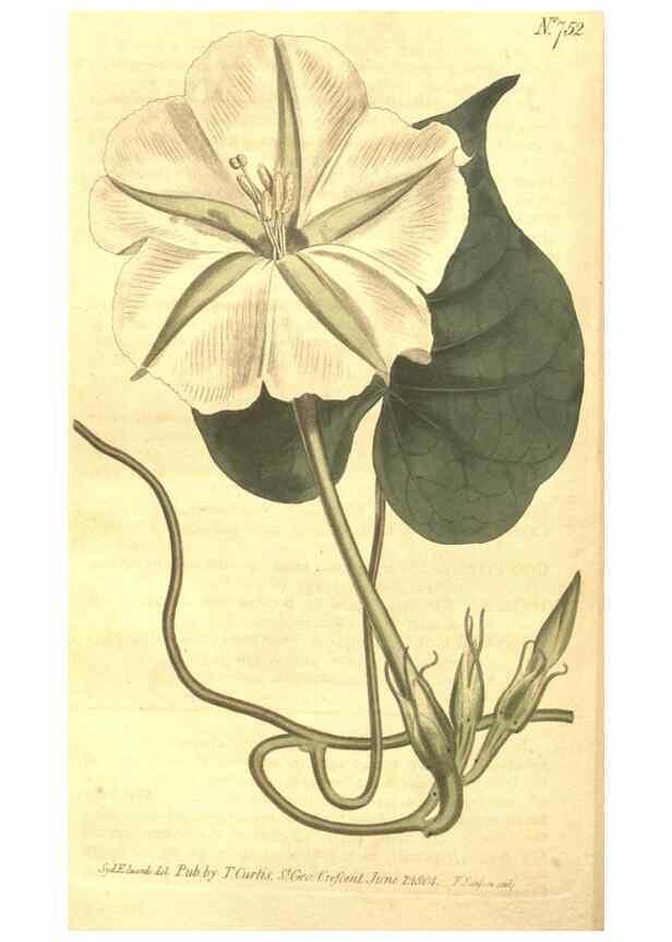 Reproducción/Reproduction 8448641334: Curtis's botanical magazine.. London ;New York [etc.] :Academic Press [etc.]
