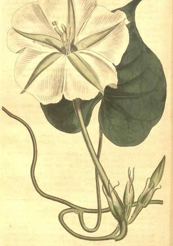 Reproducción/Reproduction 8448641334: Curtis's botanical magazine.. London ;New York [etc.] :Academic Press [etc.]