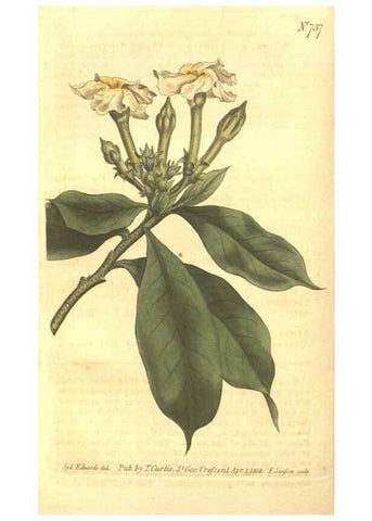 Reproducción/Reproduction 8448631154: Curtis's botanical magazine.. London ;New York [etc.] :Academic Press [etc.]