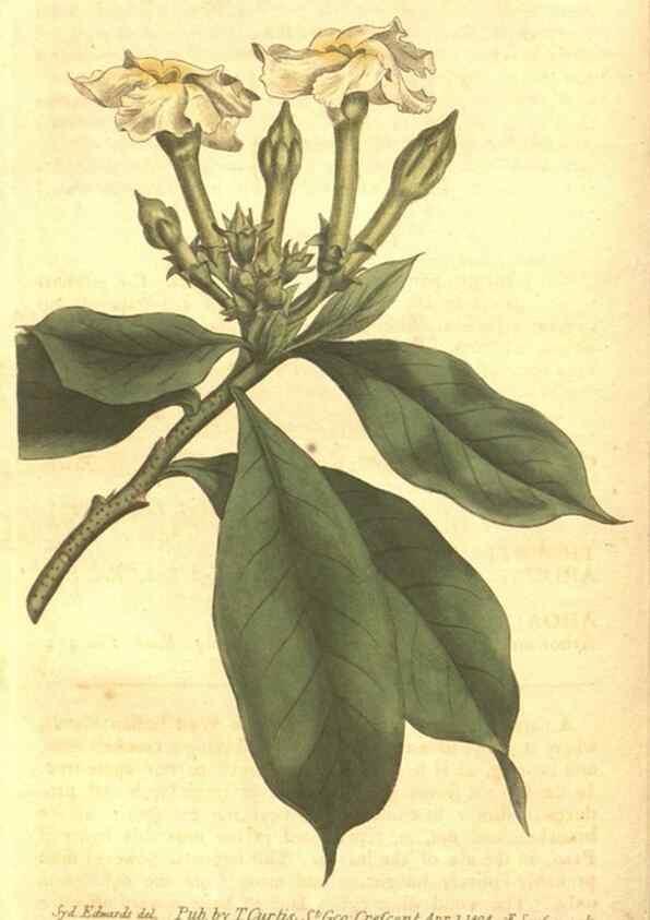 Reproducción/Reproduction 8448631154: Curtis's botanical magazine.. London ;New York [etc.] :Academic Press [etc.]