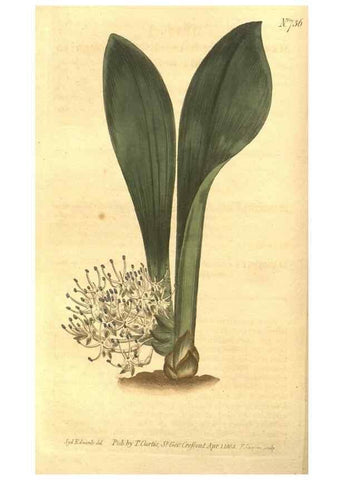Reproducción/Reproduction 8447542065: Curtis's botanical magazine.. London ;New York [etc.] :Academic Press [etc.]