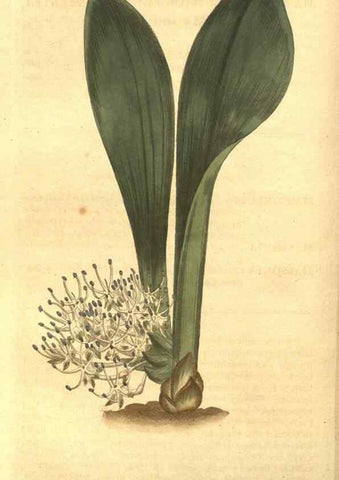 Reproducción/Reproduction 8447542065: Curtis's botanical magazine.. London ;New York [etc.] :Academic Press [etc.]