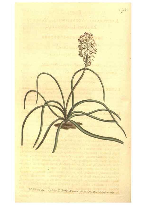 Reproducción/Reproduction 8448629812: Curtis's botanical magazine.. London ;New York [etc.] :Academic Press [etc.]