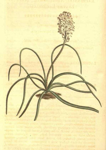 Reproducción/Reproduction 8448629812: Curtis's botanical magazine.. London ;New York [etc.] :Academic Press [etc.]