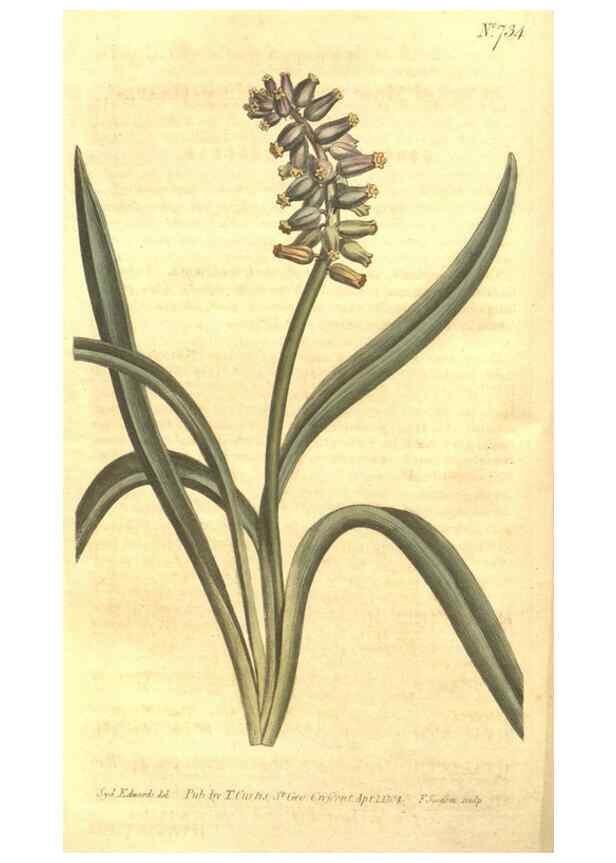 Reproducción/Reproduction 8447540523: Curtis's botanical magazine.. London ;New York [etc.] :Academic Press [etc.]