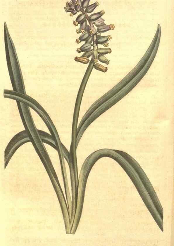 Reproducción/Reproduction 8447540523: Curtis's botanical magazine.. London ;New York [etc.] :Academic Press [etc.]